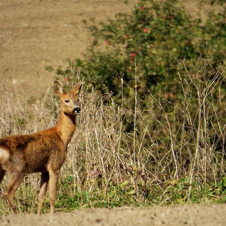 Rekreacne Zariadenie Chmelisko Pruzina エクステリア 写真